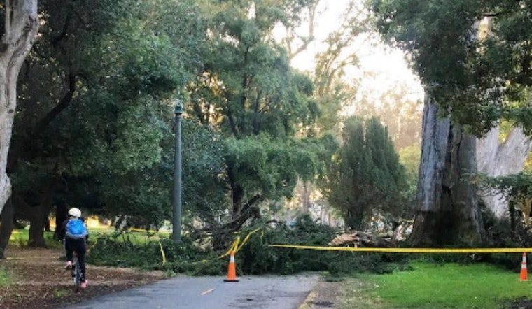 Panhandle Bike Path Blocked After Tree Drops Huge Branch