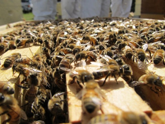 The Buzz On Bayview's SF Honey & Pollen Company