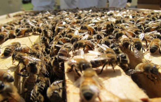 The Buzz On Bayview's SF Honey & Pollen Company
