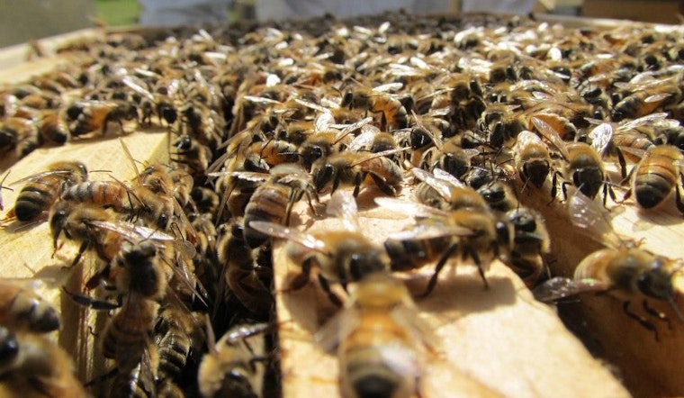 The Buzz On Bayview's SF Honey & Pollen Company