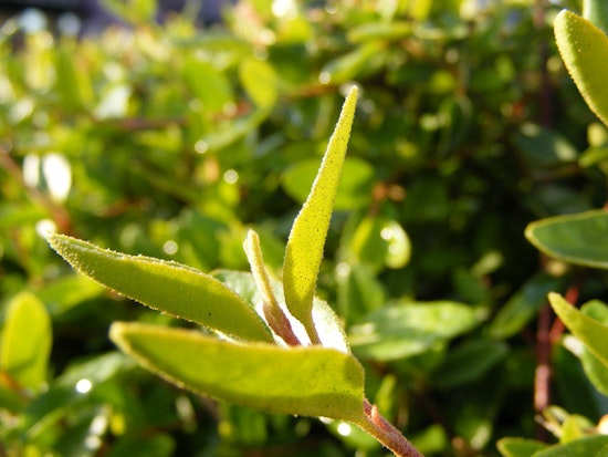 Inner Sunset Week: Brew With Native Plants, Flower Piano Concert, Free Advice And More