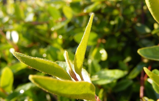 Inner Sunset Week: Brew With Native Plants, Flower Piano Concert, Free Advice And More