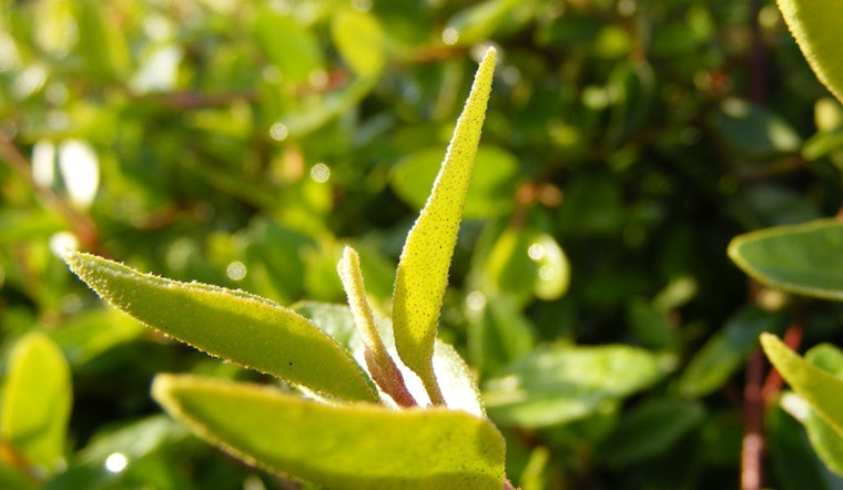 Inner Sunset Week: Brew With Native Plants, Flower Piano Concert, Free Advice And More