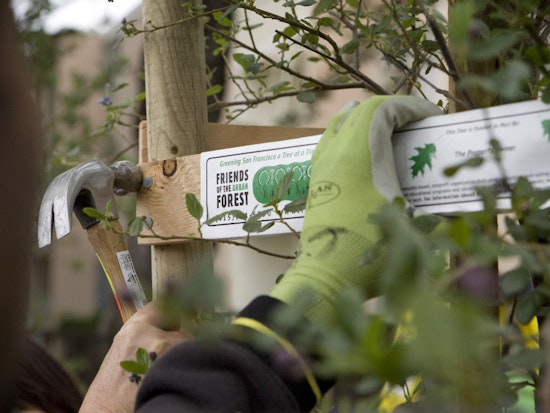 Inner Sunset Week: Tree Planting Day, Fix-It Meeting, Literary Events, More