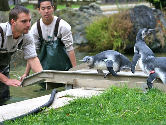Outer Sunset Week: March Of The Penguins, San Francisco Ballet, Puppy Time, More
