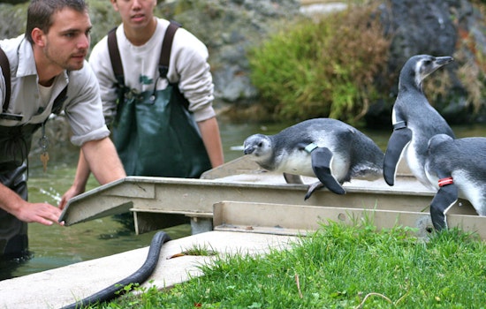 Outer Sunset Week: March Of The Penguins, San Francisco Ballet, Puppy Time, More