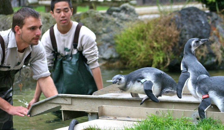 Outer Sunset Week: March Of The Penguins, San Francisco Ballet, Puppy Time, More