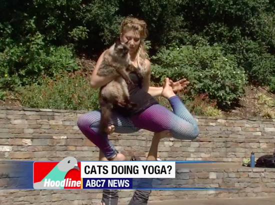 This Week's ABC7/Hoodline Weekend Events: Nihonmachi Street Fair; AcroYoga With Cats