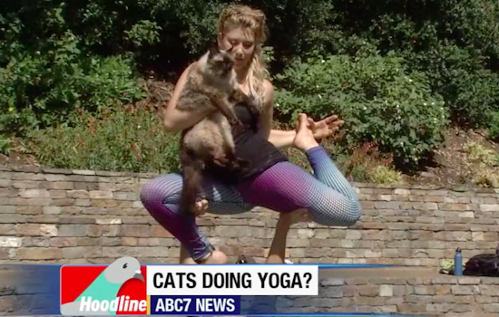 This Week's ABC7/Hoodline Weekend Events: Nihonmachi Street Fair; AcroYoga With Cats
