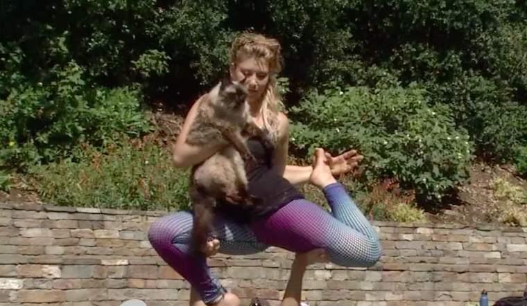 This Week's ABC7/Hoodline Weekend Events: Nihonmachi Street Fair; AcroYoga With Cats
