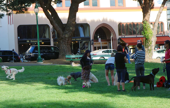 North Beach Week: Salesian Beer & Food Fest, Festival of the Sea, Fire/Police Reserve Volunteer Day