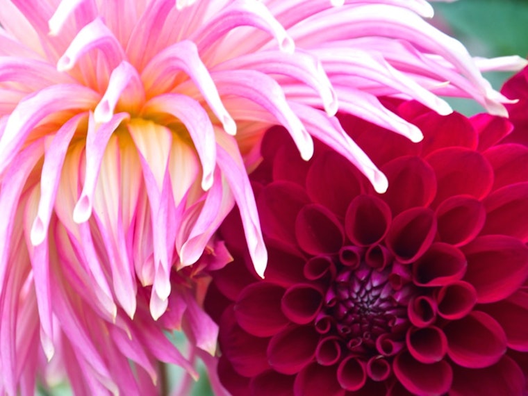 Inner Sunset Doings: Dahlia Show, D5 Candidates Forum, SFWA Gallery Opening, More