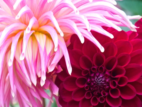 Inner Sunset Doings: Dahlia Show, D5 Candidates Forum, SFWA Gallery Opening, More
