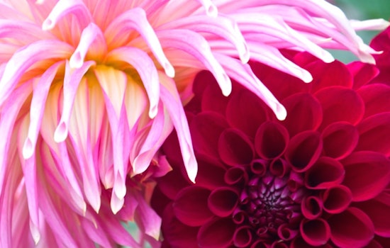 Inner Sunset Doings: Dahlia Show, D5 Candidates Forum, SFWA Gallery Opening, More
