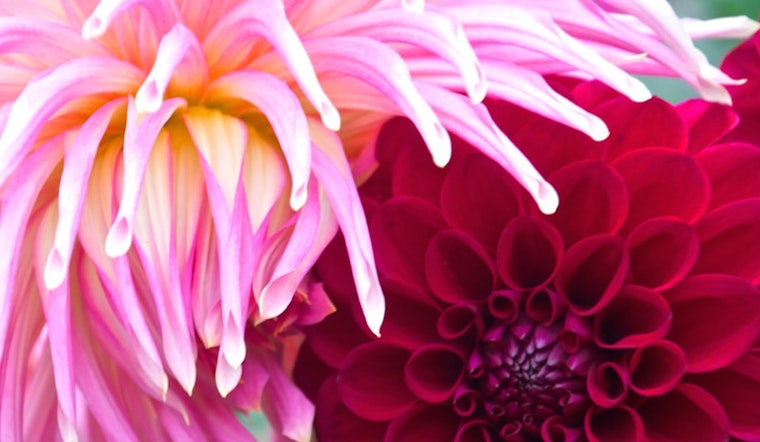 Inner Sunset Doings: Dahlia Show, D5 Candidates Forum, SFWA Gallery Opening, More