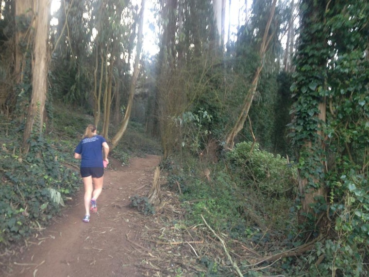 UCSF Unveils Draft Proposal For Managing Mt. Sutro's Ailing, Aging Eucalyptus Forest