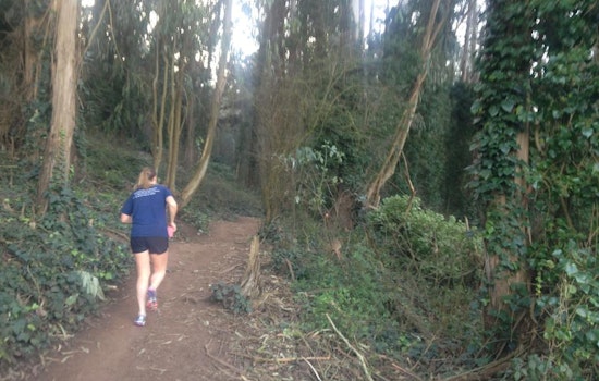 UCSF Unveils Draft Proposal For Managing Mt. Sutro's Ailing, Aging Eucalyptus Forest