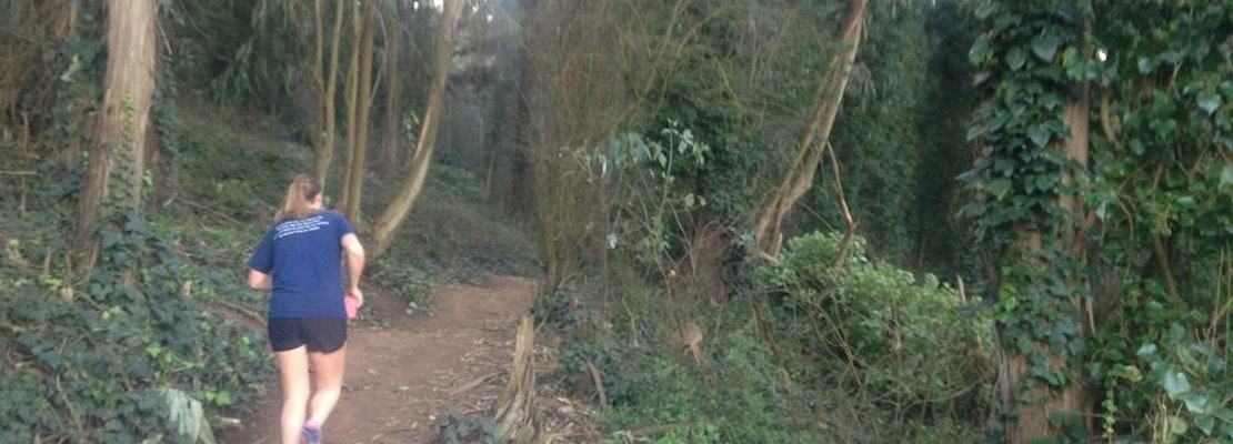 UCSF Unveils Draft Proposal For Managing Mt. Sutro's Ailing, Aging Eucalyptus Forest