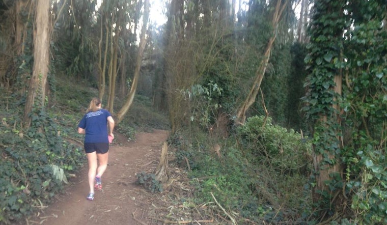 UCSF Unveils Draft Proposal For Managing Mt. Sutro's Ailing, Aging Eucalyptus Forest