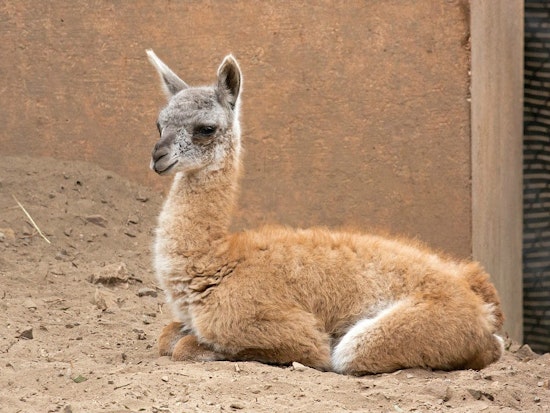 SF Zoo Welcomes Adorable Baby Guanaco