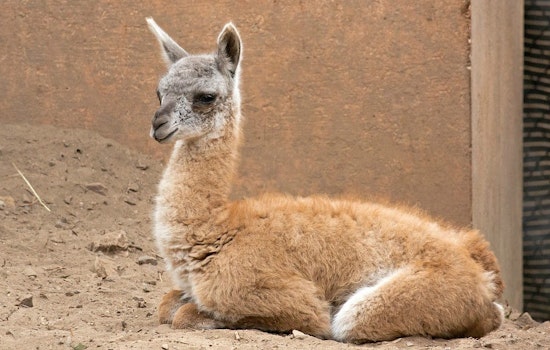 SF Zoo Welcomes Adorable Baby Guanaco