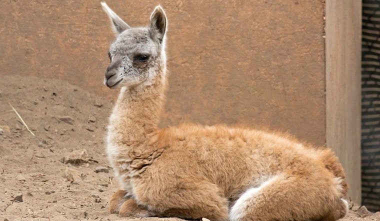 SF Zoo Welcomes Adorable Baby Guanaco