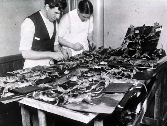 Rats! The True Story of Bubonic Plague in the Lower Haight