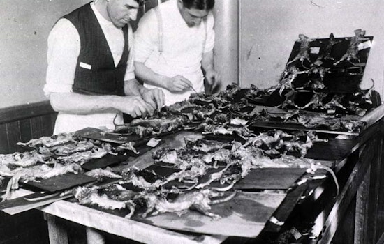 Rats! The True Story of Bubonic Plague in the Lower Haight
