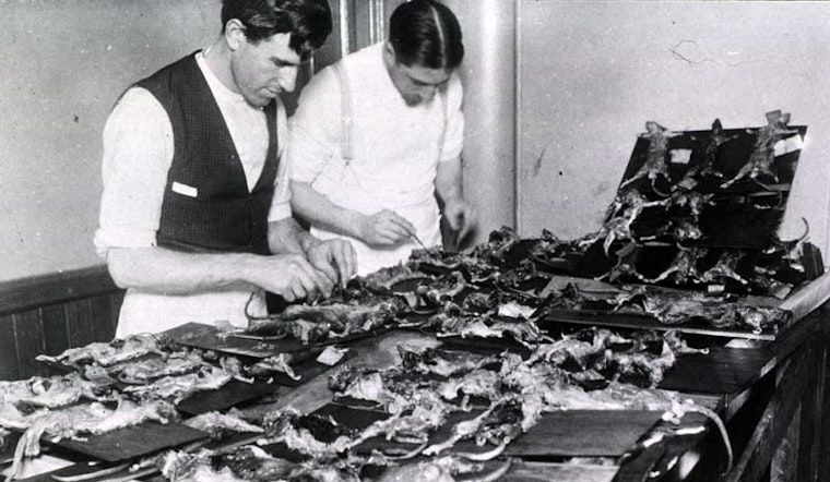 Rats! The True Story of Bubonic Plague in the Lower Haight