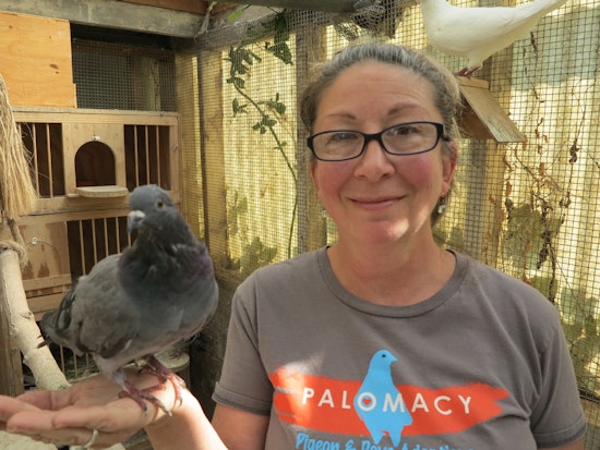 Get To Know Palomacy, Bayview's Pigeon And Dove Rescue Organization
