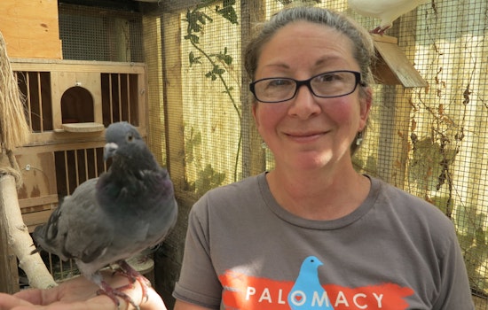 Get To Know Palomacy, Bayview's Pigeon And Dove Rescue Organization