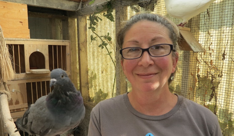 Get To Know Palomacy, Bayview's Pigeon And Dove Rescue Organization
