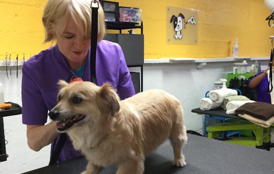 Meet Doggie Day Spaw, North Beach's Newest Stylist For Particular Pooches