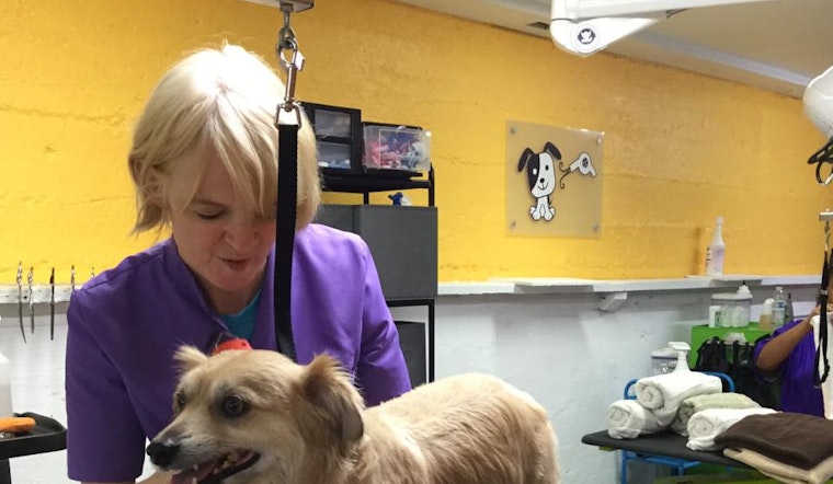Meet Doggie Day Spaw, North Beach's Newest Stylist For Particular Pooches