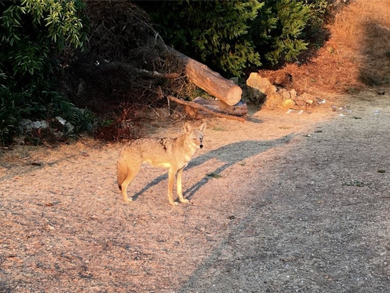 Video: Up Close And Personal With The Corona Heights Coyote