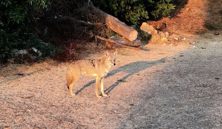 Video: Up Close And Personal With The Corona Heights Coyote