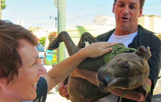 St. Francis To Host 3rd Annual Dog Adoption, Pet Blessing This Saturday