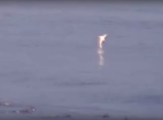 Video: Large Great White Shark Spotted Near Surfers At Ocean Beach