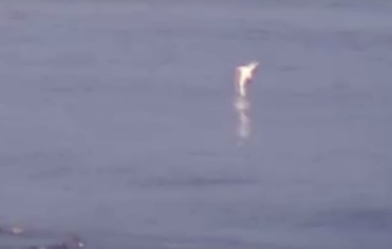 Video: Large Great White Shark Spotted Near Surfers At Ocean Beach