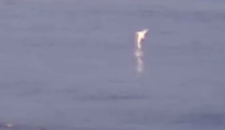 Video: Large Great White Shark Spotted Near Surfers At Ocean Beach