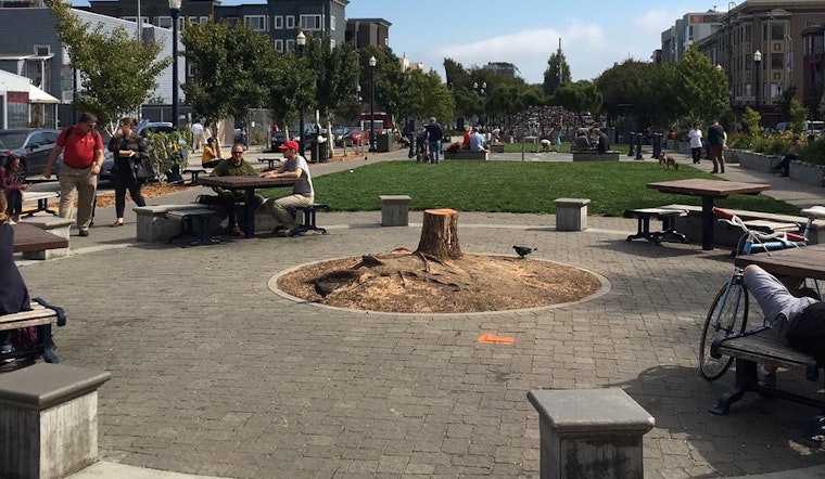 After Tree's Death, HVNA Considers New Plan For Patricia's Green