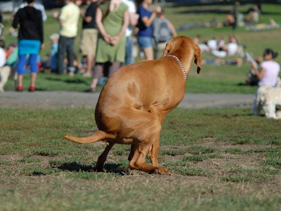 Dog Poop Composting Program Launches At Starr King Open Space