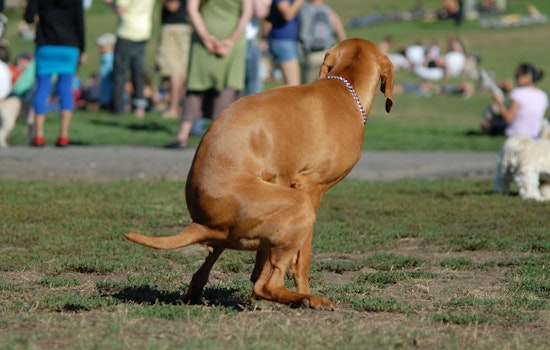 Dog Poop Composting Program Launches At Starr King Open Space