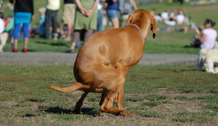 Dog Poop Composting Program Launches At Starr King Open Space