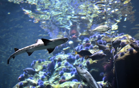 Inner Sunset Week: Sharktoberfest, AcroSports Goth Cabaret, D5 Candidate Forum, More