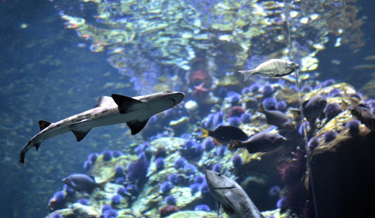 Inner Sunset Week: Sharktoberfest, AcroSports Goth Cabaret, D5 Candidate Forum, More