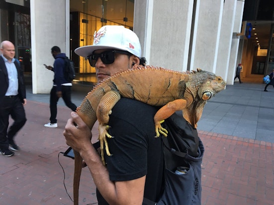 From politics to cats, here's what trended in SF's Twitterverse last week