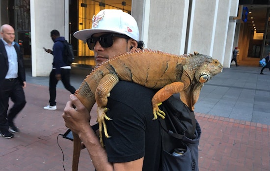 From politics to cats, here's what trended in SF's Twitterverse last week