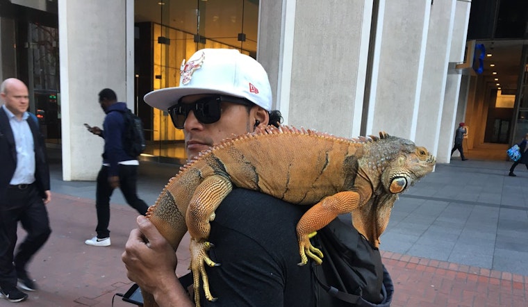 From politics to cats, here's what trended in SF's Twitterverse last week