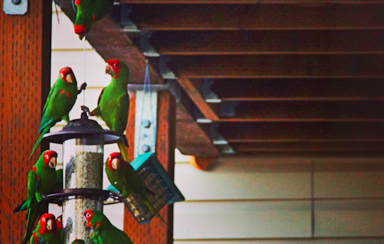 Meet The Wild Parrots Of Corona Heights